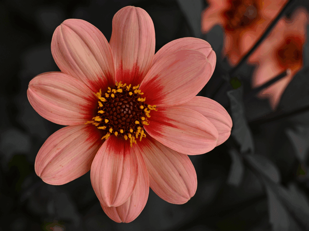 Pink flower with dark background.