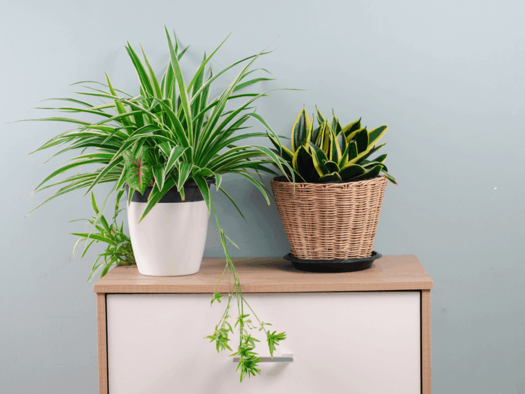 Houseplants on cabinet with light blue background.