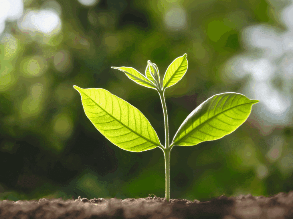 Young green plant growing in soil.
