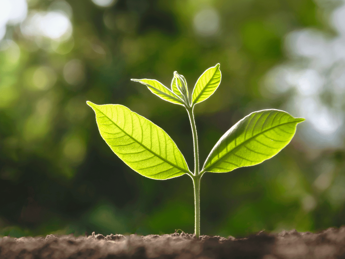Young green plant growing in soil.
