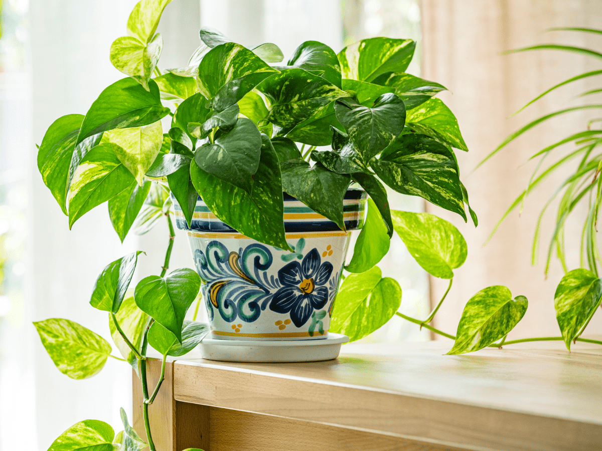 Potted plant with green leaves on table.