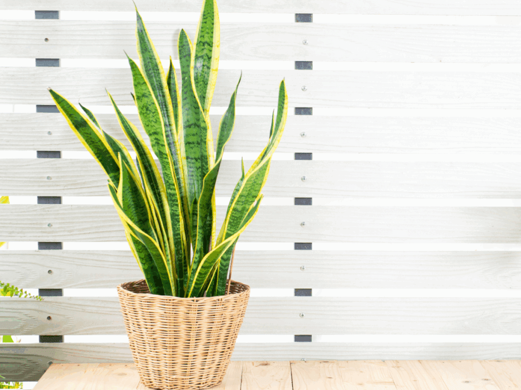 Snake plant in wicker pot by fence.
