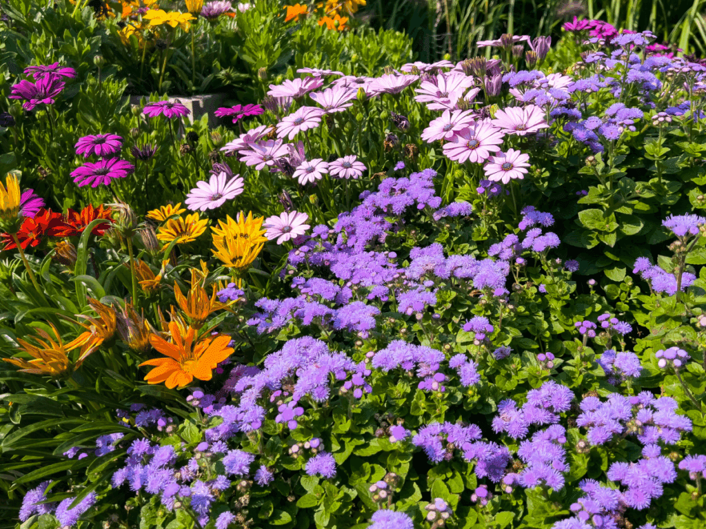 Colorful flowers blooming in a vibrant garden.