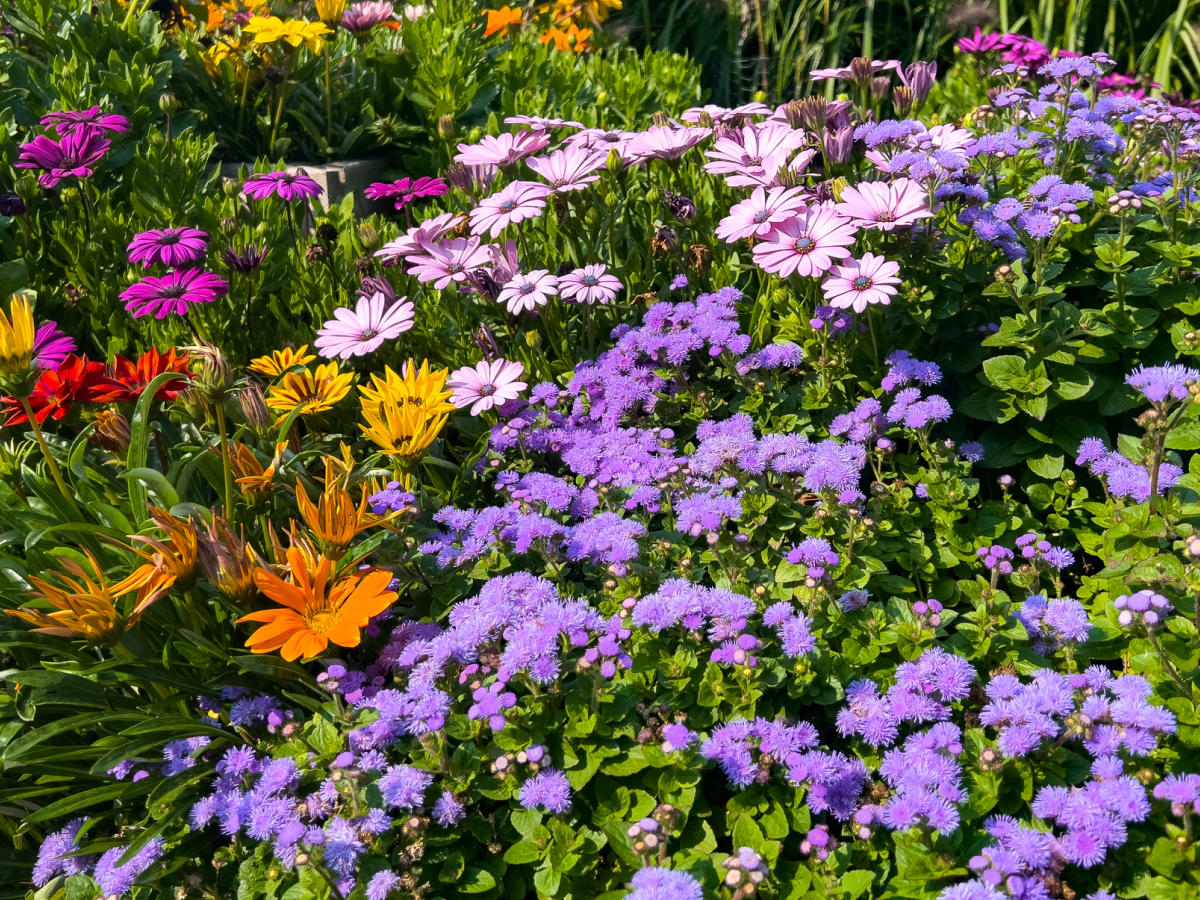 Colorful flowers blooming in a vibrant garden.