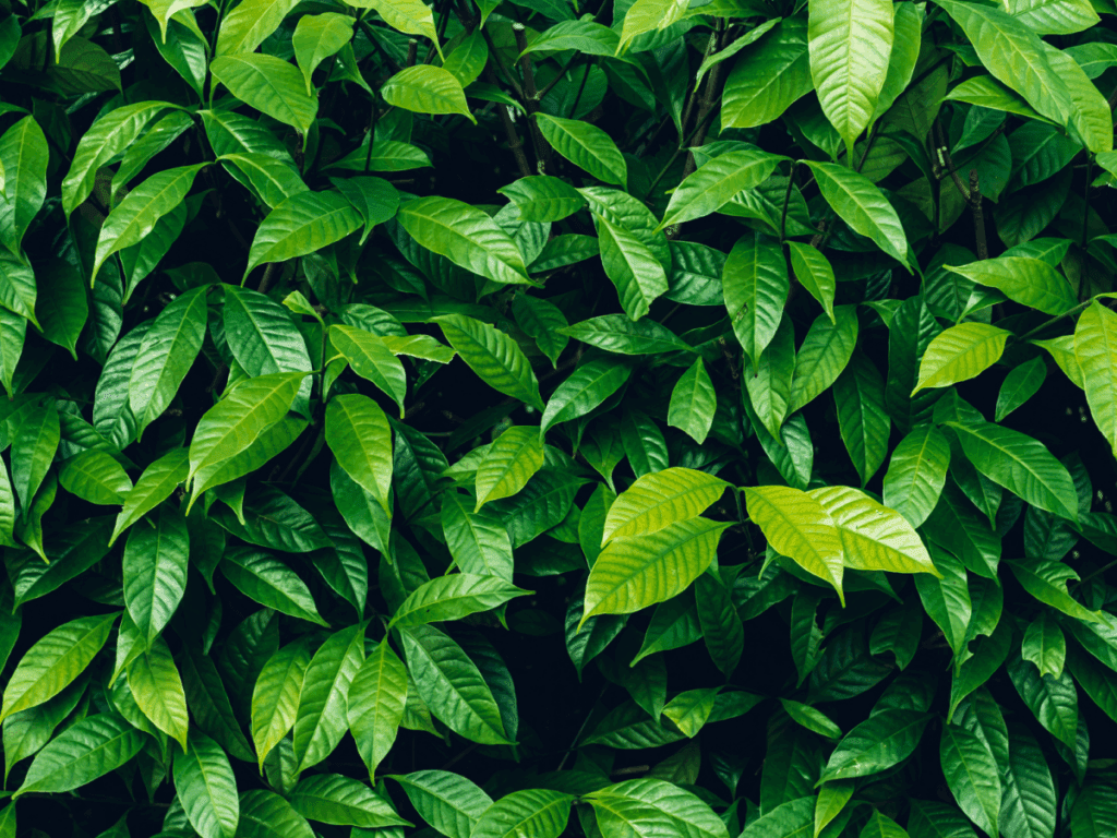 Lush green leaves forming dense foliage.