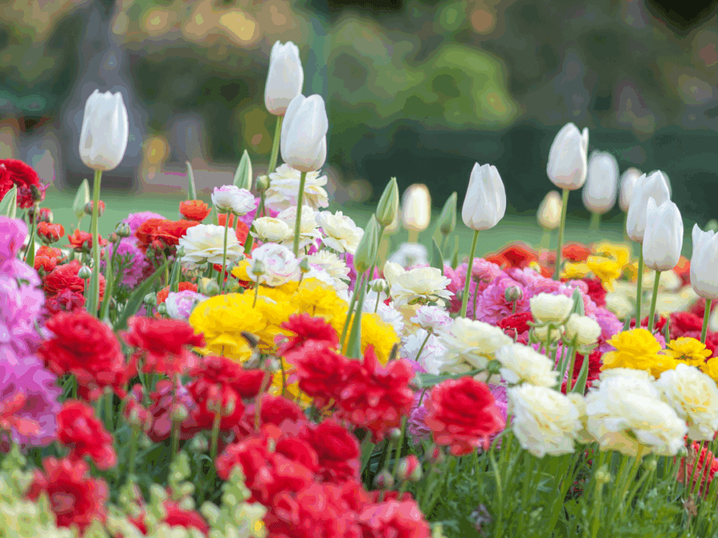 Colorful flowers and white tulips in garden.