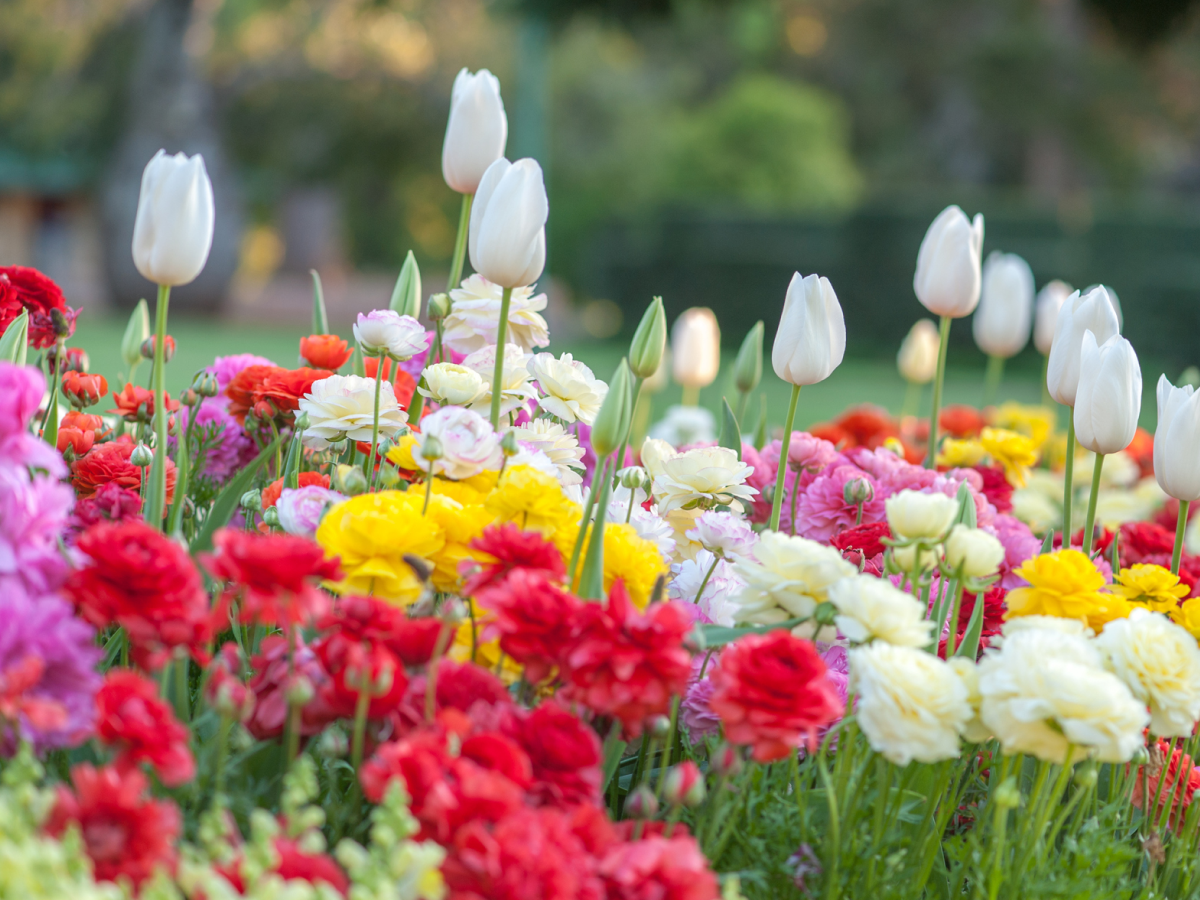 Colorful flowers and white tulips in garden.