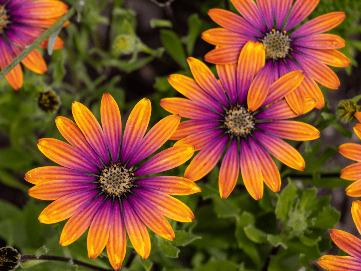 Vibrant orange and purple flowers in bloom.